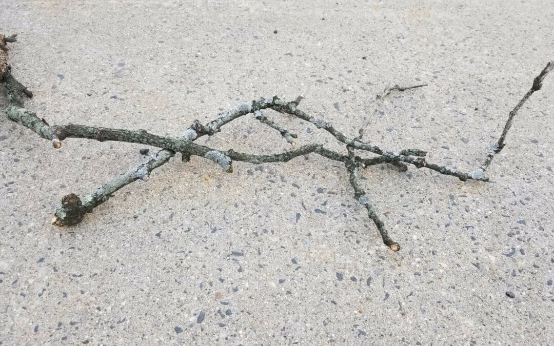 Broken like a branch