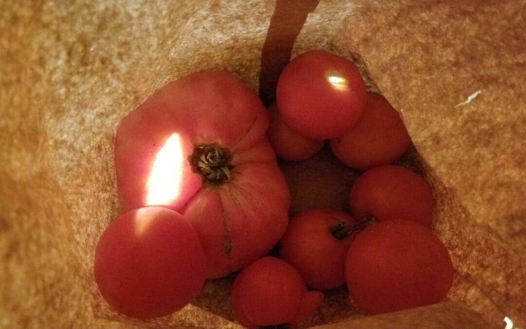 Tomatoes with love