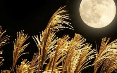 Harvest moon