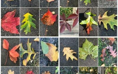 Leaf walk