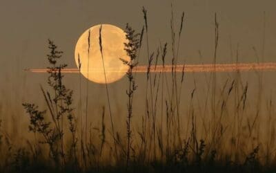 Harvest  moon